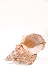 sea shell isolated on white background