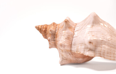 sea shell isolated on white background