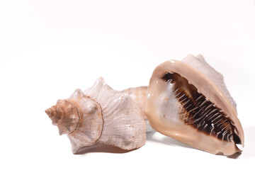 sea shells isolated on white background