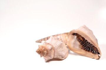 sea shells isolated on white background