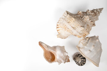 sea shells isolated on white background