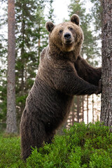 Obraz premium Big male brown bear standing in the forest