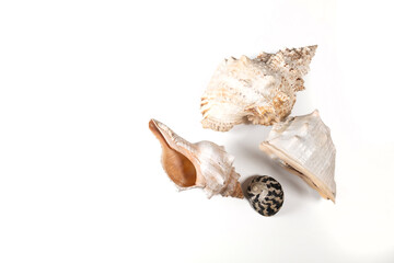 sea shells isolated on white background