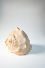 sea shell isolated on white background