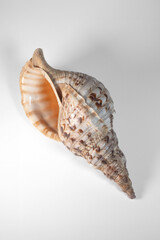 sea shell isolated on white background