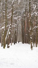 A snowy forest with trees covered in snow, as the snow creates a quiet and calm atmosphere