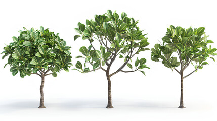 Obraz premium set Michelia alba tree isolated on white background 