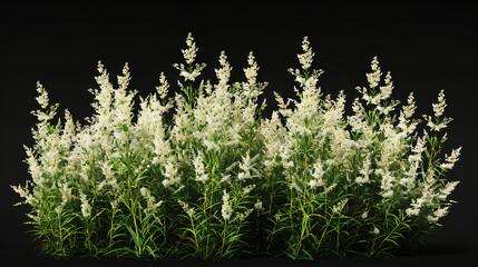 3d  illustration of set Spiraea douglasii bush isolated on black background