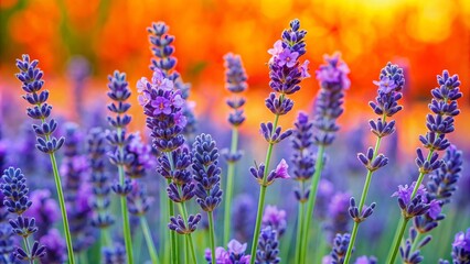 Fototapeta premium Lavender Field in Sunset Light.