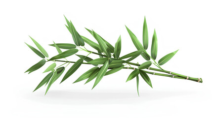 Fototapeta premium Bamboo tree leaf plant stem and stick Highly Detailed Isolated On white Background 