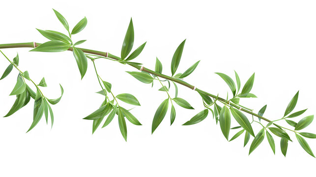 Bamboo tree leaf plant stem and stick Highly Detailed Isolated On white Background 