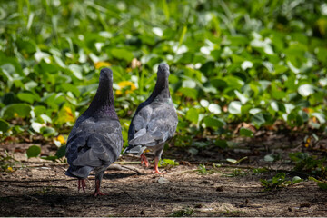Closeup photo of pigeons in the park. Gray feathered pigeon, homing pigeons.