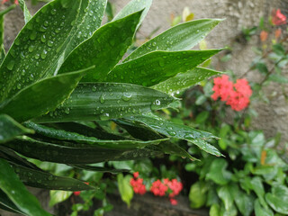 Wet spiky green leaves