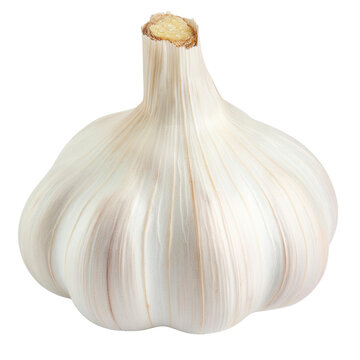 A head of garlic with papery skin on transparent background