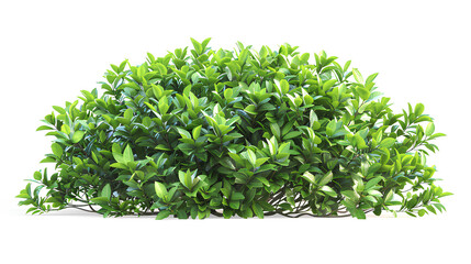 Fototapeta premium bush plant Hyperrealistic Highly Detailed Isolated On White Background 