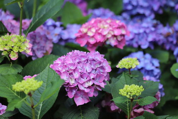 Hydrangea macrophylla. Pink blooming hydrangea, Hortensia flowers.