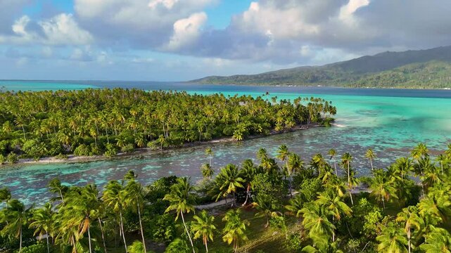 Lush tropical palm trees on a small island near Taha'a in French Polynesia. The small motu is adjacent to a beautiful coral reef in clear turquoise ocean blue water. 