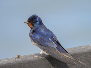 A Barn swallow resting on a fence