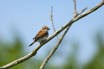 A Red Backed Shrike sitting on a bush
