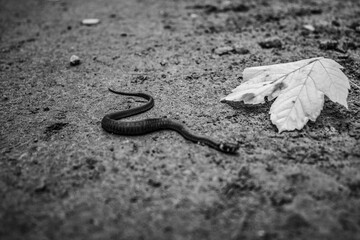 Animals - Europe, Romania, Suceava region