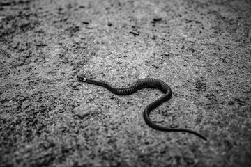 Animals - Europe, Romania, Suceava region