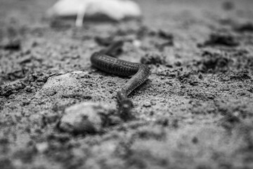 Animals - Europe, Romania, Suceava region