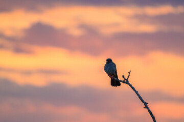 A Red footed falcon sitting on top of a tree