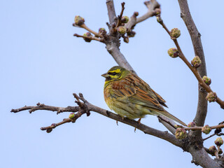 A Cirl Bunting sitting on a small twig