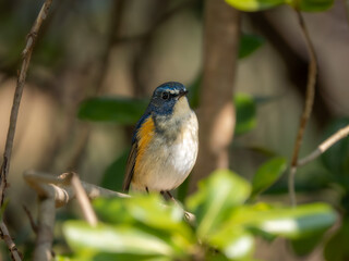 森の中で暗い木陰に留まっているルリビタキの雄