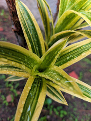 Obraz premium Green wet pointed leaves with yellow stripes