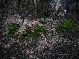 Fototapeta premium Moss on the ground