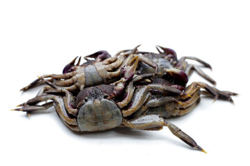 Preserved crabs for ingredient thai food