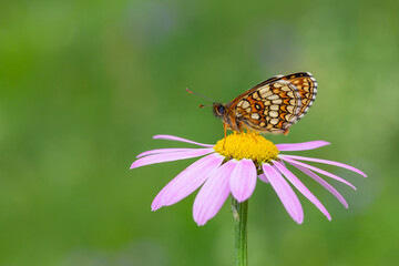 red butterfly on pink daisy, Transcaucasian fritillary, Melitaea caucasogenita