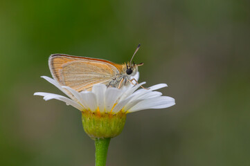 tiny yellow butterfly on daisy, Essex Skipper, Thymelicus lineolus
