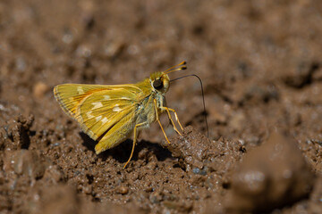 Small yellow butterfly taking minerals from the ground with its large proboscis, Silver-spotted...