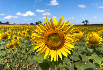 Fototapeta premium Summer sunflower harvest time is approaching