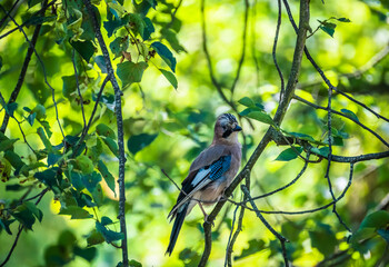 Jay posing on the branches