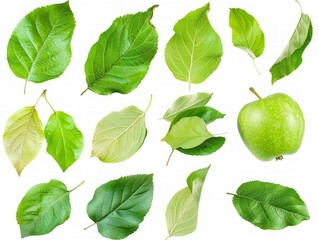 Vibrant Apple Leaf Collection: A Close-Up Studio Photoshoot on a White Background
