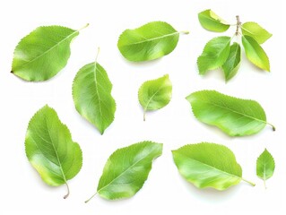 Fototapeta premium Apple Leaves in a White Canvas: A 4:3 Isolated Set