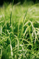green grass background