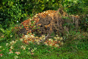 View of a compost heap with rotting apples on top. Rotting apples lying in a backyard.