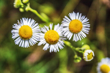 Obraz premium Macro - Forest - Europe, Romania, Suceava region