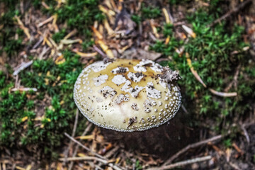 Macro  - Forest - Europe, Romania, Suceava region