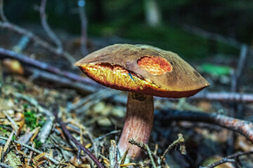 Macro  - Forest - Europe, Romania, Suceava region