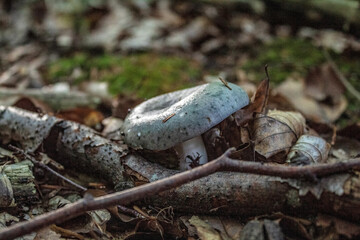 Macro  - Forest - Europe, Romania, Suceava region