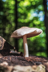 Macro  - Forest - Europe, Romania, Suceava region