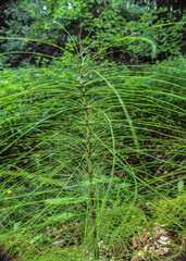 Obraz premium Macro - Forest - Europe, Romania, Suceava region