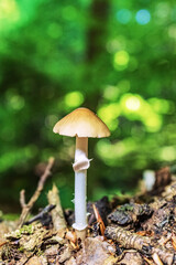 Macro  - Forest - Europe, Romania, Suceava region