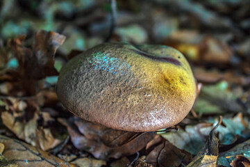 Macro  - Forest - Europe, Romania, Suceava region