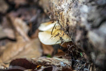 Macro  - Forest - Europe, Romania, Suceava region